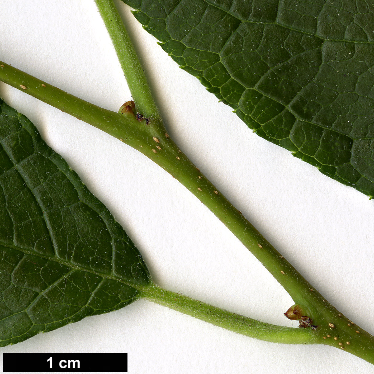 High resolution image: Family: Aquifoliaceae - Genus: Ilex - Taxon: montana